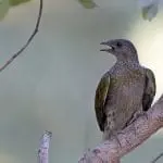 Honeyguide on a branch, calling out: Photo 129025446 © Agami Photo Agency | Dreamstime.com