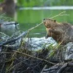 A beaver on its dam: Photo 62616385 © Chase Dekker | Dreamstime.com