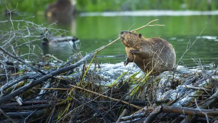 A beaver on its dam: Photo 62616385 © Chase Dekker | Dreamstime.com