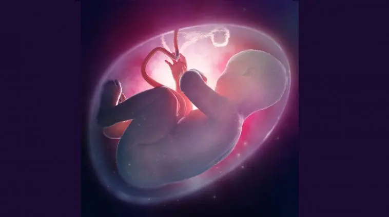 Human fetus looking at a light, Illustration 60856321 / Fetus Womb © Mopic | Dreamstime.com