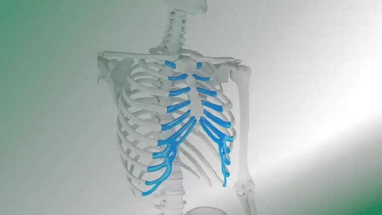 Human ribcage with cartilage: Illustration 101264698 / Human Cartilage Ribcage © Sebastian Kaulitzki | Dreamstime.com