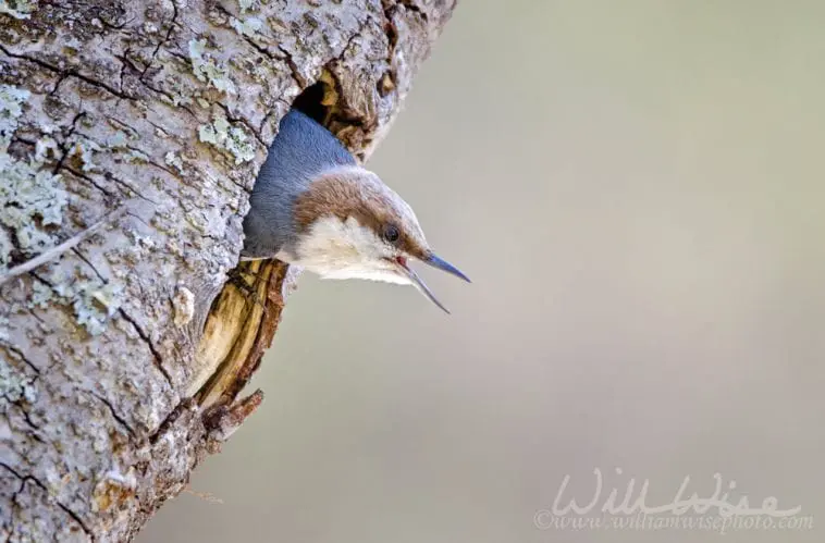 brown-headed nuthatch, photo credit: William Wise
