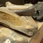 Dinosaur bones display, Range Rider Museum, Montana Photo 179689191 © Tloventures | Dreamstime.com