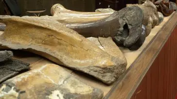 Dinosaur bones display, Range Rider Museum, Montana Photo 179689191 © Tloventures | Dreamstime.com