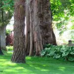Open woods in dappled sunlight, photo credit: Wendy MacDonald