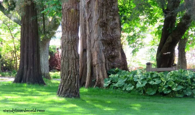 Open woods in dappled sunlight, photo credit: Wendy MacDonald