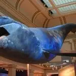 Northern Right Whale on display at the National Museum of Natural History, Washington, D.C.: ID 195950245 © Jiawangkun | Dreamstime.com