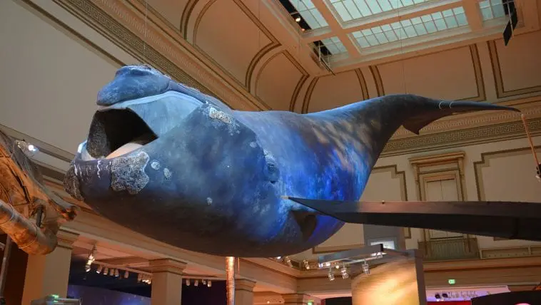 Northern Right Whale on display at the National Museum of Natural History, Washington, D.C.: ID 195950245 © Jiawangkun | Dreamstime.com