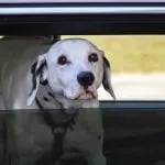 Dalmatian looking out a car window: Photo 127853499 / Car Window Down © Susan Vineyard | Dreamstime.com