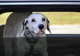 Dalmatian looking out a car window: Photo 127853499 / Car Window Down © Susan Vineyard | Dreamstime.com