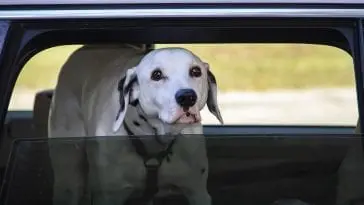 Dalmatian looking out a car window: Photo 127853499 / Car Window Down © Susan Vineyard | Dreamstime.com