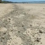 Pumice gravel along the beach at Hervey Bay, photo credit: Tas Walker