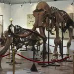 Ice age fossilized skeletons including a wooly mammoth: Photo 86455751 © Derrick Neill | Dreamstime.com