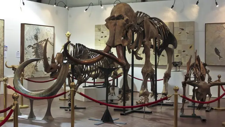 Ice age fossilized skeletons including a wooly mammoth: Photo 86455751 © Derrick Neill | Dreamstime.com