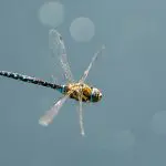 Dragonfly-flying-: Photo 166907078 © Chrismrabe | Dreamstime.com