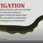 Electric Eel YouTube still