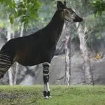 Male okapi standing in the rain: Photo 194417471 © Slowmotiongli | Dreamstime.com