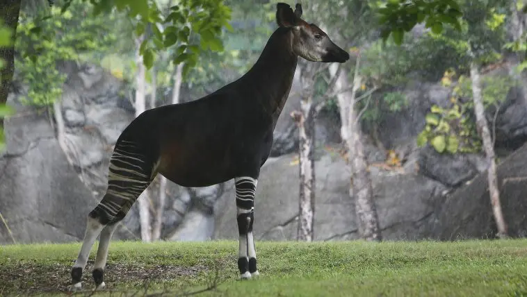 Male okapi standing in the rain: Photo 194417471 © Slowmotiongli | Dreamstime.com