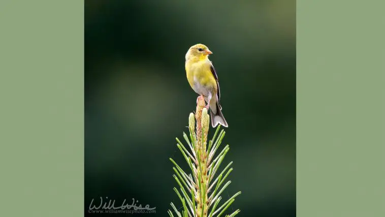 American goldfinch on a pine branch, photo credit: William Wise