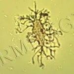 Triceratops bone cell on a microscope slide, photo credit: Mark Armitage