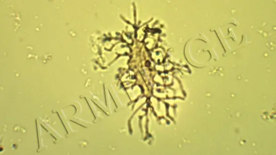 Triceratops bone cell on a microscope slide, photo credit: Mark Armitage