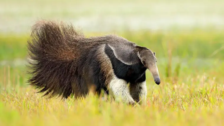 Anteater with tail out walking through the grass: Photo 113787045 / Anteater © Ondřej Prosický | Dreamstime.com