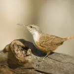 Canyon Wren on a log: Photo 5054359 © Norman Bateman | Dreamstime.com