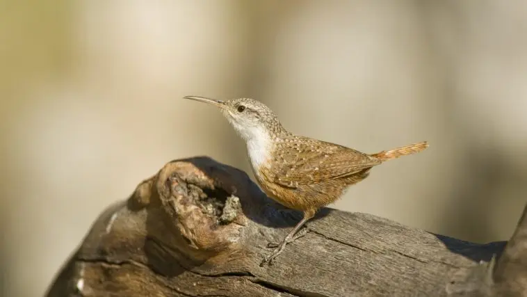 Canyon Wren on a log: Photo 5054359 © Norman Bateman | Dreamstime.com