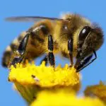 Closeup of a Honeybee on a yellow flower: Photo 13931638 / Honeybee Closeup © Daniel Prudek | Dreamstime.com