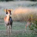 Twin Texas White Tailed Deer fawns, photo credit: William Wise Photography