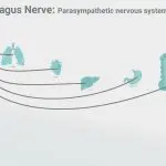 Diagram of the brain and vagus nerve connections to the body: Illustration 227529770 / Intestines Brain © Tetiana Pavliuchenko | Dreamstime.com