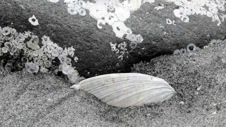 Clamshell half buried in sand, photo credit: Wendy McDonald