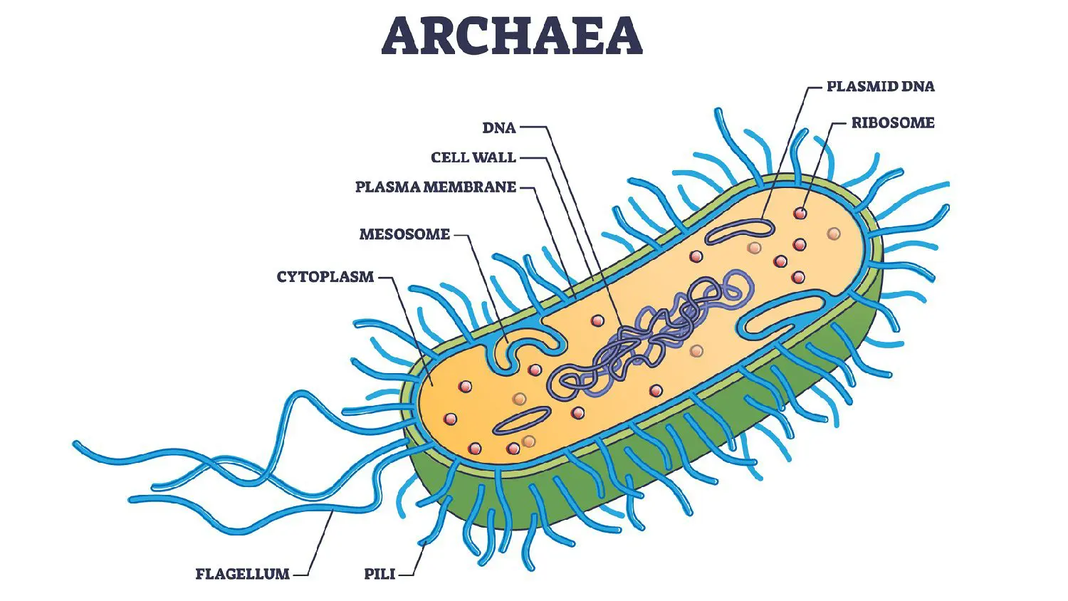 Archaea bacteria illustration: Illustration 236063317 © VectorMine | Dreamstime.com
