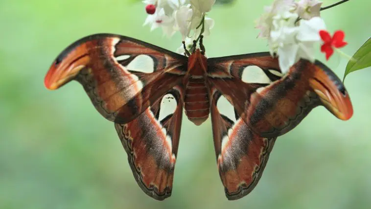 Atlas Moth on a flower: Photo 26457131 / Saturniid Moth © Lukas Blazek | Dreamstime.com
