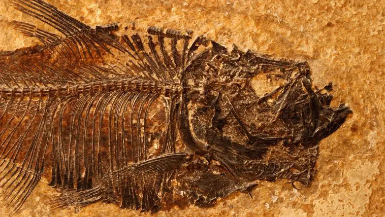Eocene layer fish fossil: Photo 1306433 / Fish Fossil © Paul Maguire | Dreamstime.com
