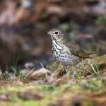 Hermit thrush on the ground: Photo 137917979 © William Wise | Dreamstime.com