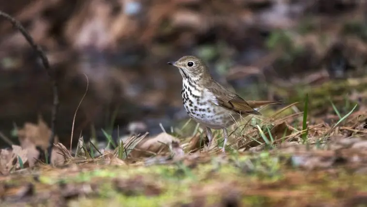 Hermit thrush on the ground: Photo 137917979 © William Wise | Dreamstime.com