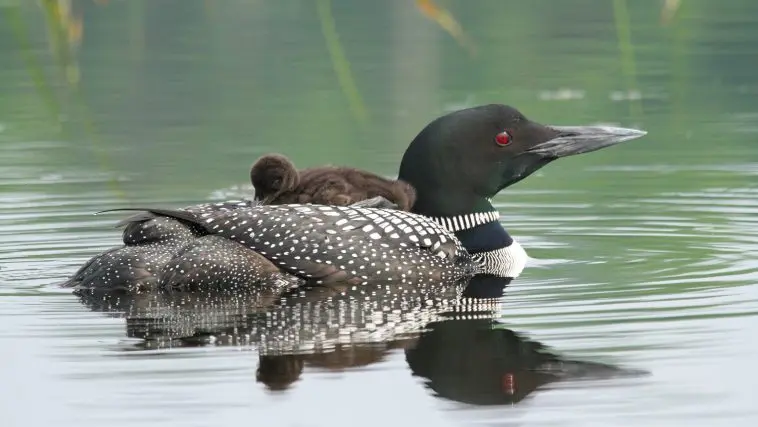 Loon taking off by kicking against the water: Photo 32606721 © Kaye Oberstar | Dreamstime.com