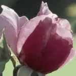 Pink rose with bud, photo credit: Wendy MacDonald