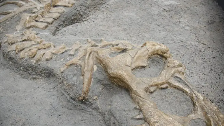 Dinosaur fossil in matrix, Museum of Natural History, Paris: Photo 21228707 / Fossil © Edellaquila | Dreamstime.com