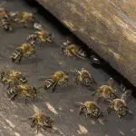 Honeybees with wooden hive: Photo 4145493 / Bee Hive Honeybee © Armando Frazão | Dreamstime.com