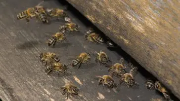 Honeybees with wooden hive: Photo 4145493 / Bee Hive Honeybee © Armando Frazão | Dreamstime.com
