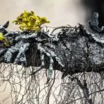 Several lichens growing on a dead tree branch: Photo 187410342 © Hellmann1 | Dreamstime.com