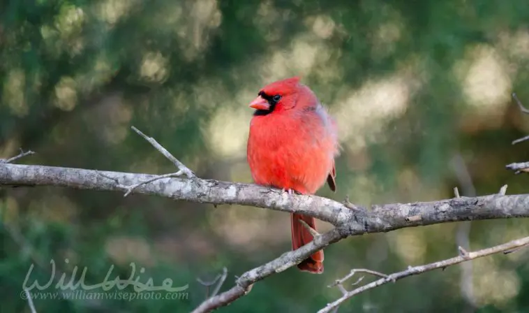 Northern cardinal on a branch, photo credit: William Wise Photography