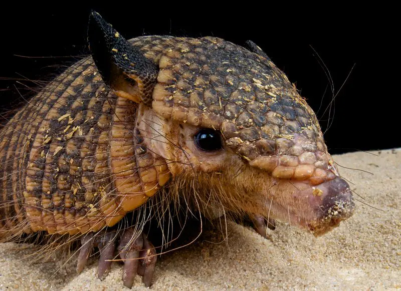 Hairy Armadillo: Photo 24793229 © Matthijs Kuijpers | Dreamstime.com