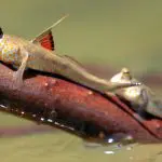 Male mudskipper: Photo 160458792 © Bidouze St�phane | Dreamstime.com