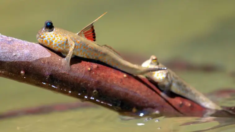 Male mudskipper: Photo 160458792 © Bidouze St�phane | Dreamstime.com