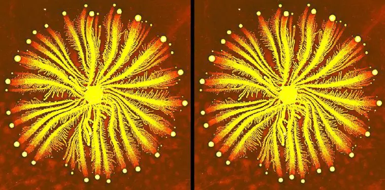 Paenibacillus colony in a starburst shape