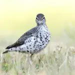 Spotted sandpiper: Photo 116429517 © William Wise | Dreamstime.com