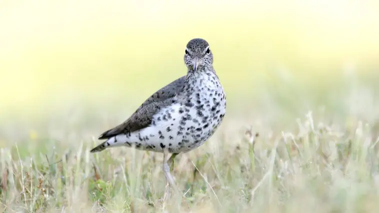 Spotted sandpiper: Photo 116429517 © William Wise | Dreamstime.com